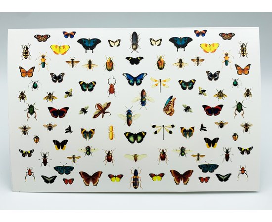 Слайдеры by provocative nails - Entomologie, изображение 3