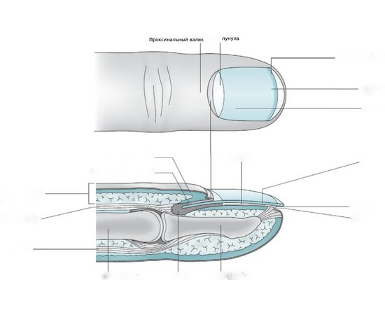 Секреты классического маникюра, изображение 2