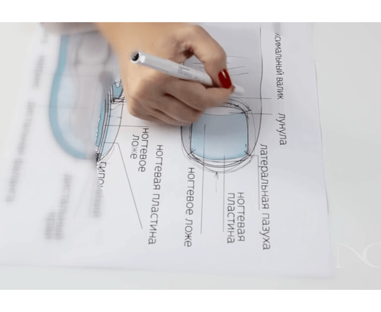 будова нігтя, фото _ab__is.image_number.default