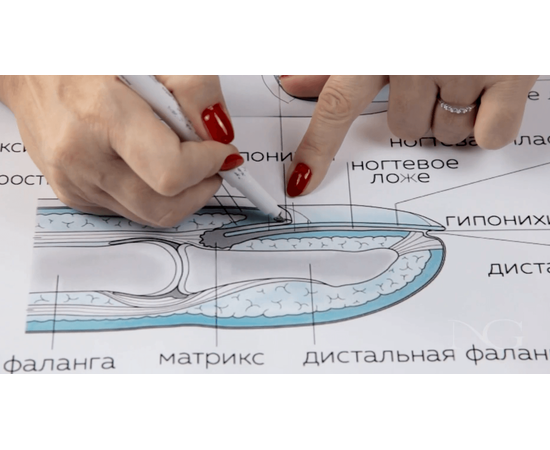 будова нігтя, фото _ab__is.image_number.default