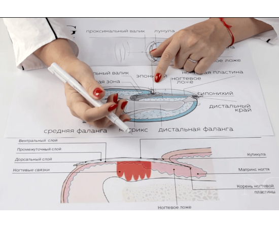 будова нігтя, фото _ab__is.image_number.default